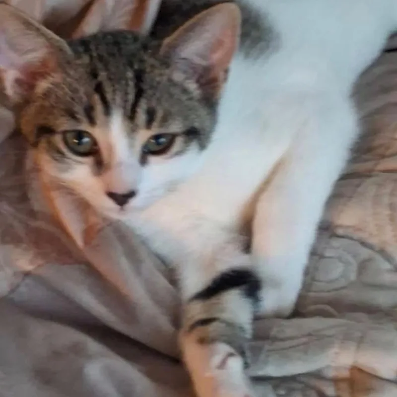 A baby small-sized male White Domestic Short Hair cat named Angel for adoption in Oceanside, NY