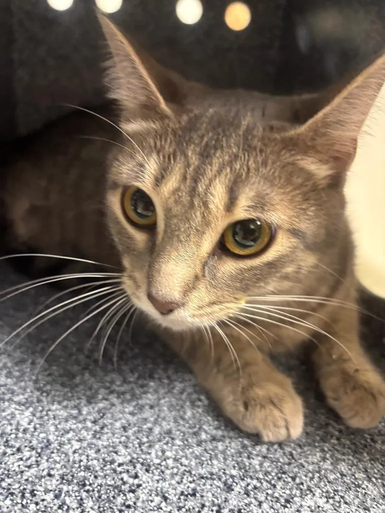 A young large-sized female Domestic Short Hair cat named Shay for adoption in Greenfield, IN