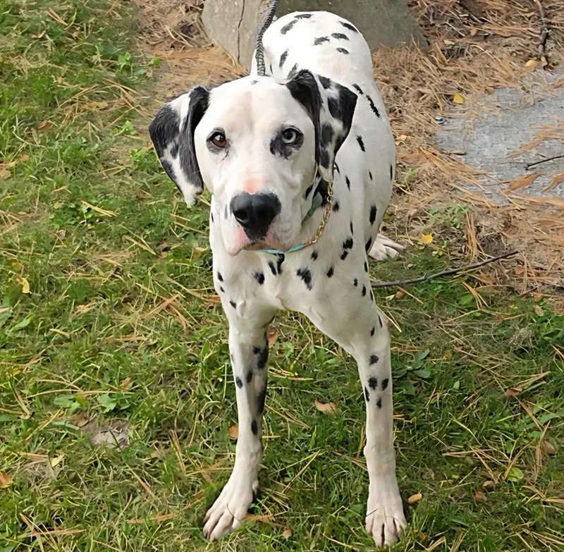 A young medium-sized male Dalmatian dog named Darwin for adoption in LaGrange, IN