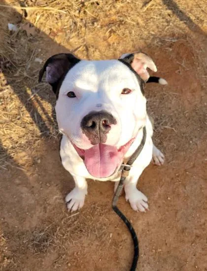 An adult medium-sized female Pit Bull Terrier dog named Sally for adoption in Atlanta, GA