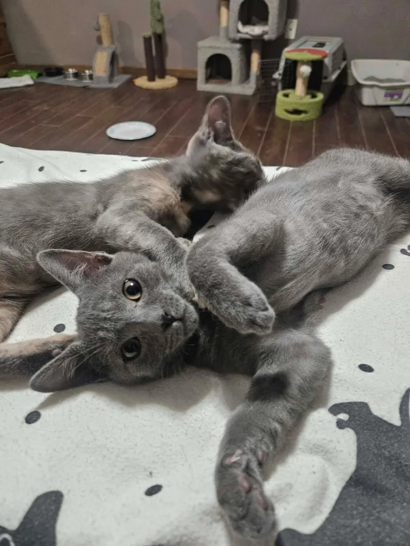 A baby medium-sized female Dilute Calico cat named Willow for adoption in Decorah, IA