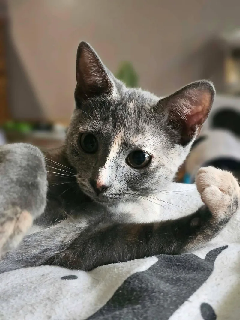 Willow thumbnail 2