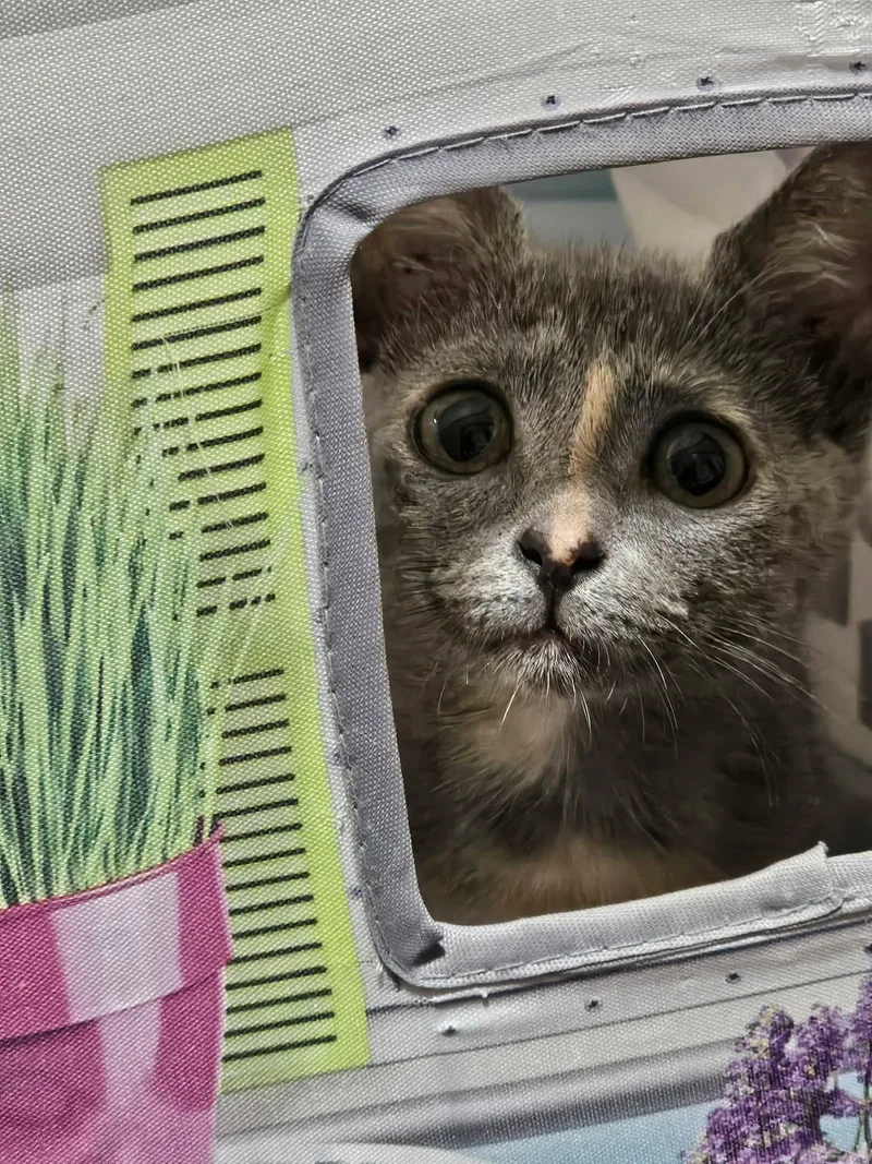 Willow thumbnail 3