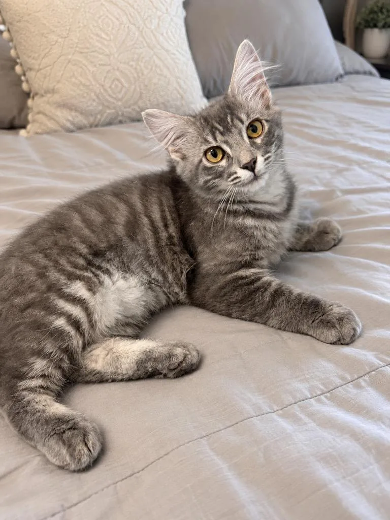 A baby small-sized female Domestic Long Hair cat named Fluffernutter for adoption in Magnolia, TX