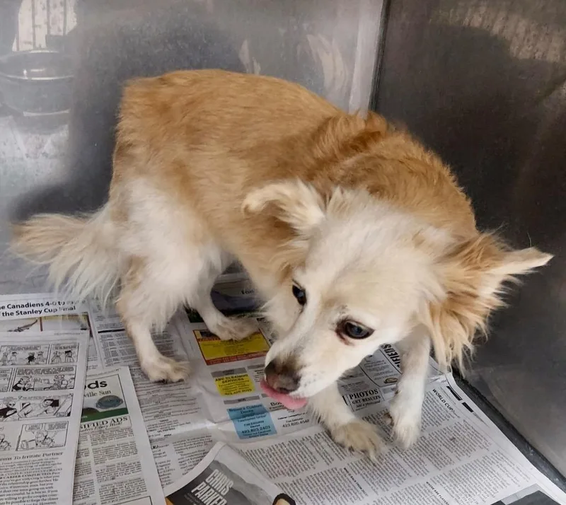 A senior small-sized female Pomeranian dog named Pixie  AC for adoption in Greeneville, TN