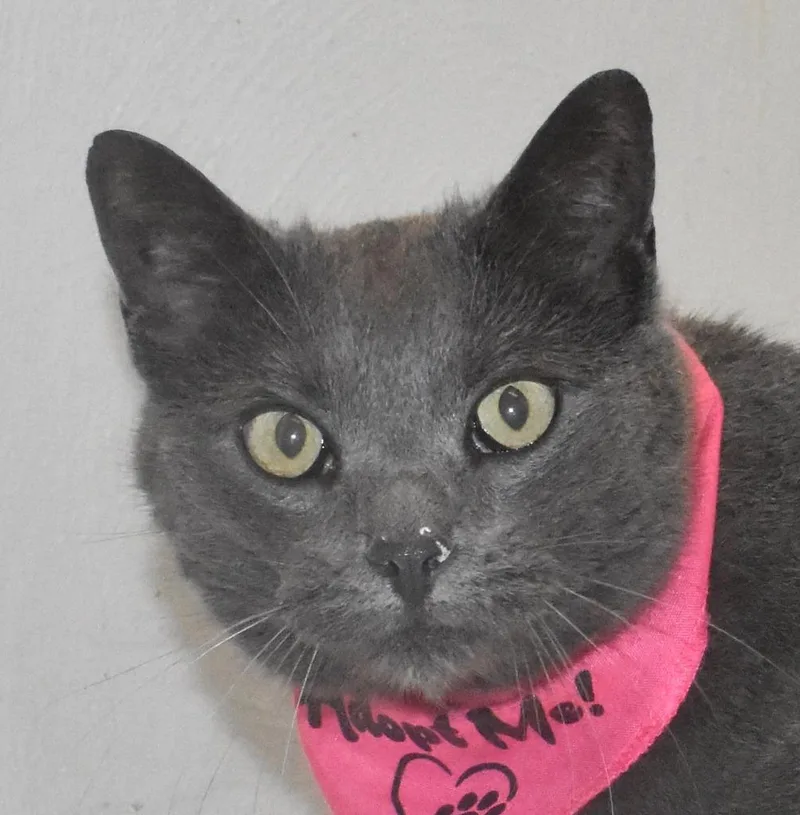 An adult large-sized female Domestic Short Hair cat named Stormie for adoption in Springfield, OH
