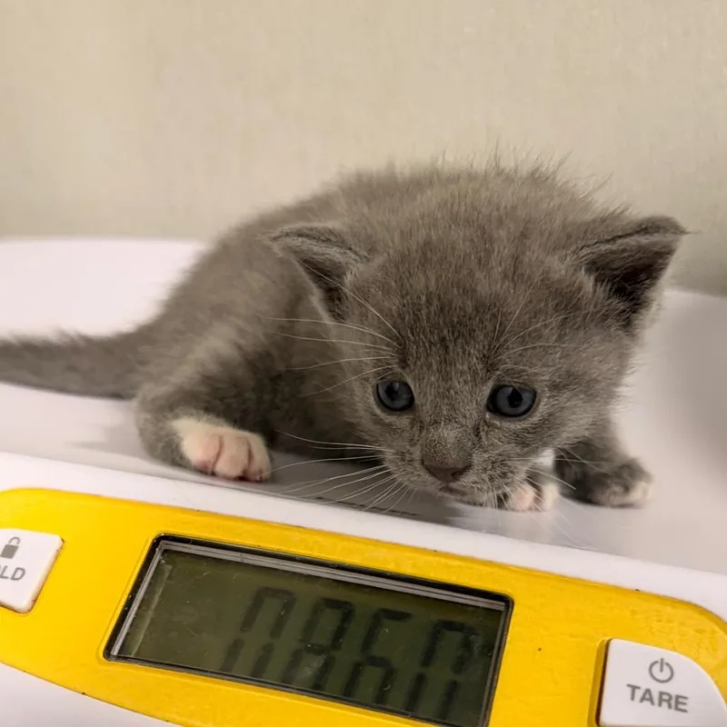 A baby small-sized female Gray / Blue / Silver Domestic Short Hair cat named Hyacinth for adoption in Tampa, FL