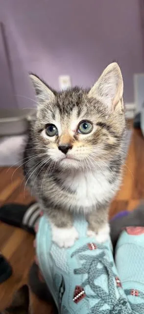 A baby medium-sized female White Domestic Short Hair cat named Belle for adoption in Kenhorst, PA