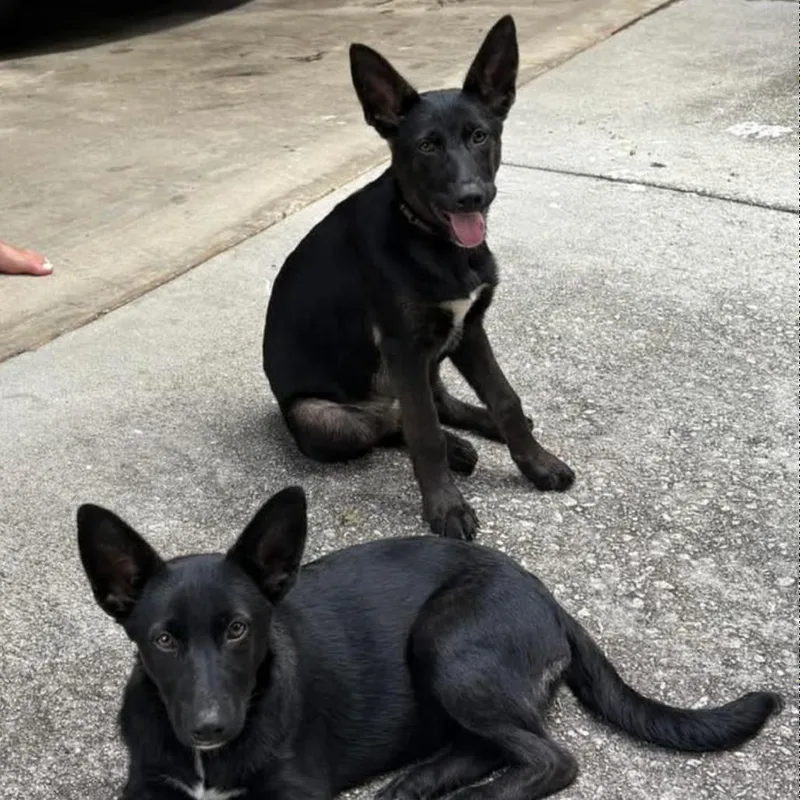A baby large-sized female Black Shepherd dog named Olivia for adoption in Decatur, GA