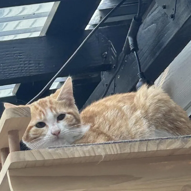 A baby small-sized male Orange / Red Domestic Short Hair cat named Crimson for adoption in Veneta, OR
