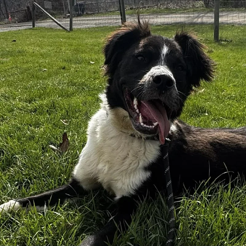 An adult medium-sized male Black Labrador Retriever dog named Loki for adoption in Washington, DC