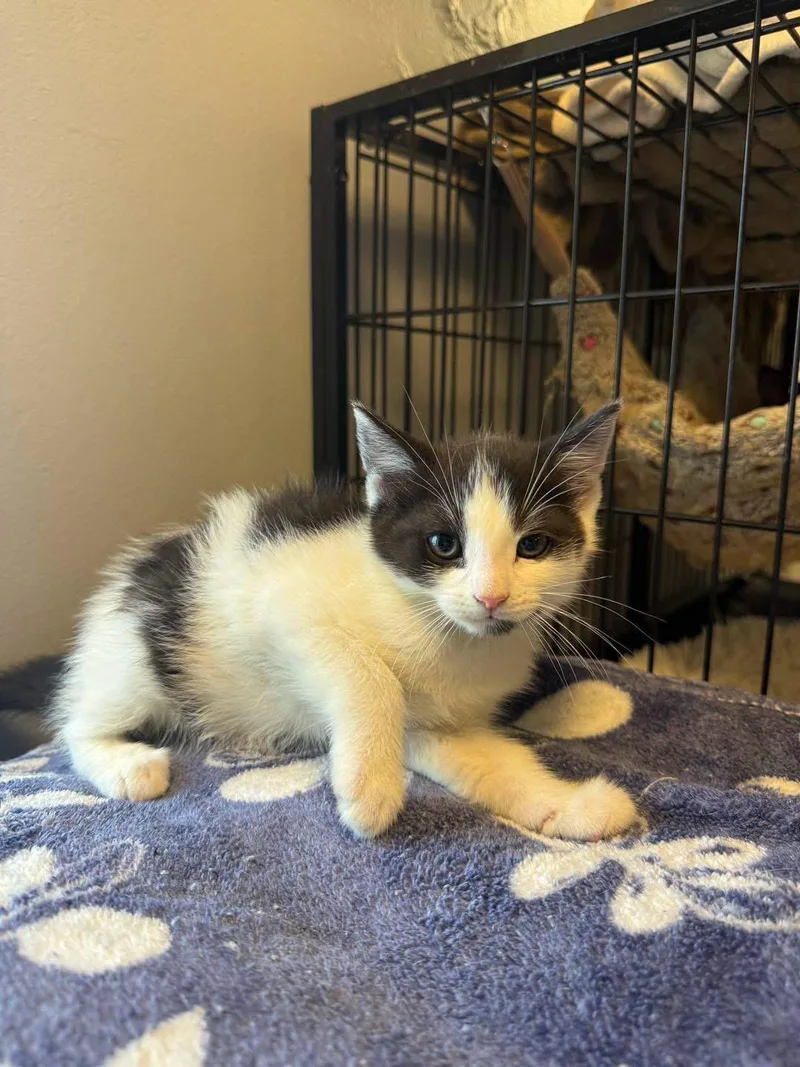 A young small-sized male Black & White / Tuxedo Domestic Short Hair cat named Grey for adoption in Freeport, NY