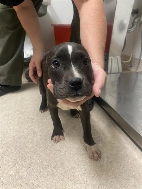 Chloe Urgent And
