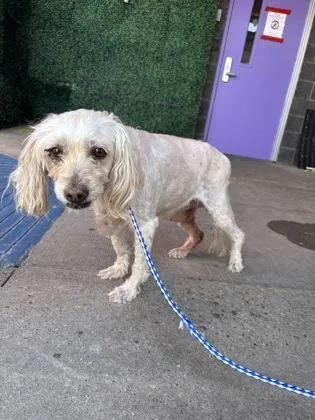 A senior small-sized female White / Cream Miniature Poodle dog named Ginger for adoption in El Paso, TX