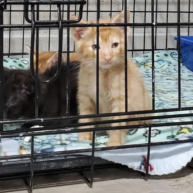 A baby small-sized male Orange / Red Domestic Short Hair cat named Cheeto for adoption in Mondovi, WI