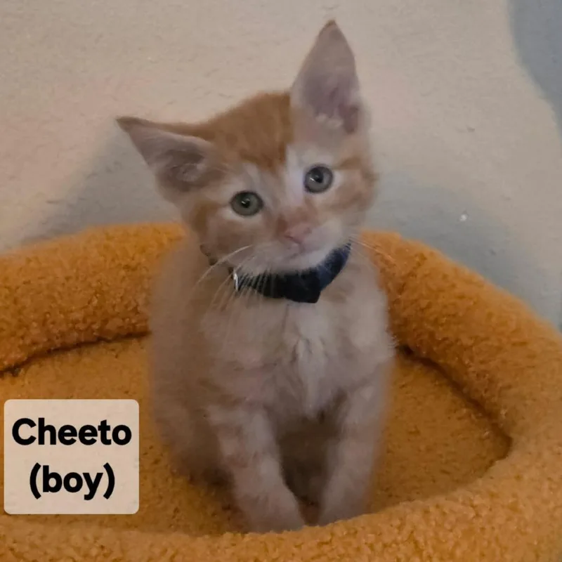 Cheeto thumbnail 2