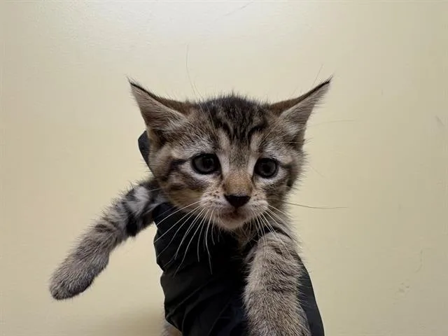 A baby small-sized female Domestic Short Hair cat named Pepper for adoption in Tustin, CA