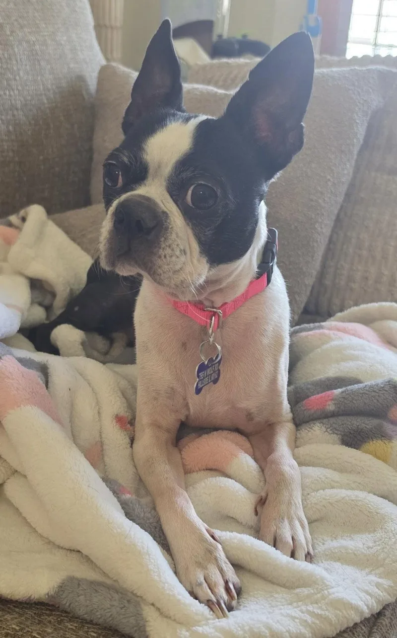 An adult medium-sized female Boston Terrier dog named Domino Ca for adoption in Hillside, IL