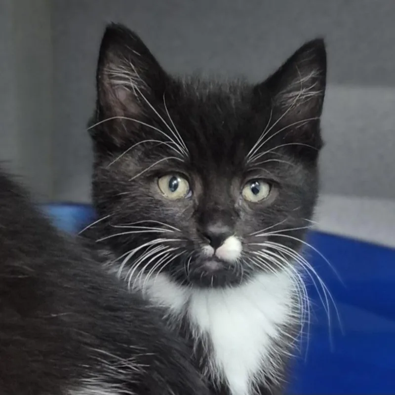 A baby small-sized female Domestic Short Hair cat named Rosalia for adoption in Newark, NJ