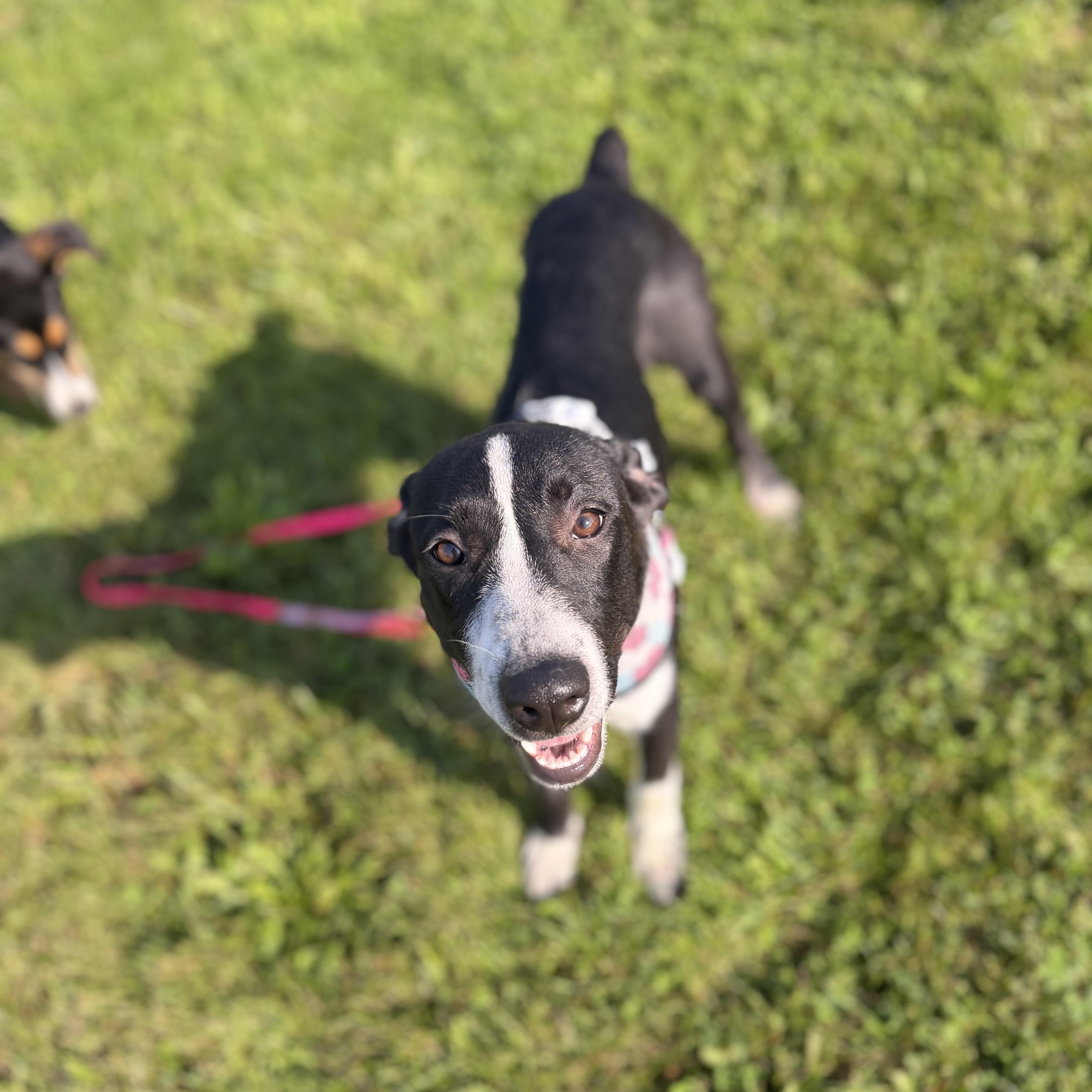 A young medium-sized female Black Labrador Retriever dog named Sunshine for adoption in Dodgeville, WI