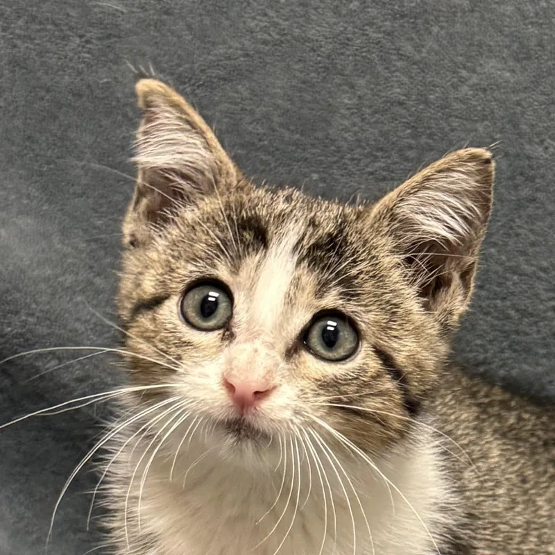 A baby medium-sized female Domestic Short Hair cat named Vintage for adoption in Brenham, TX