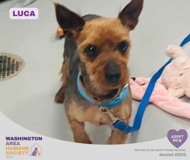 Luca