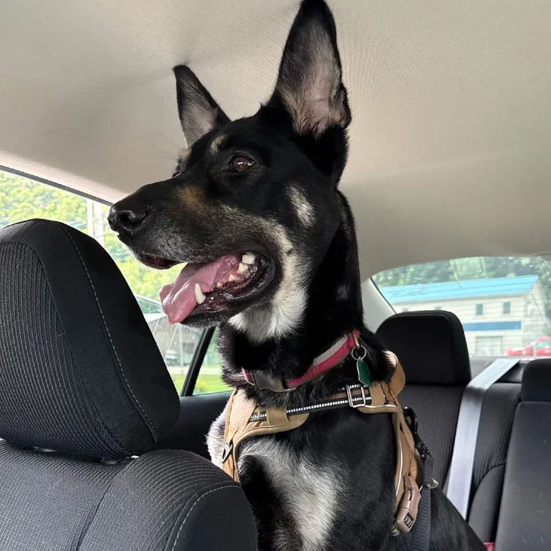 An adult large-sized female Black German Shepherd Dog dog named Karma for adoption in New Ringgold, PA