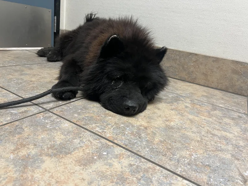 A young medium-sized male Black Chow Chow dog named Charlie Chocolate Chow for adoption in Manhattan Beach, CA