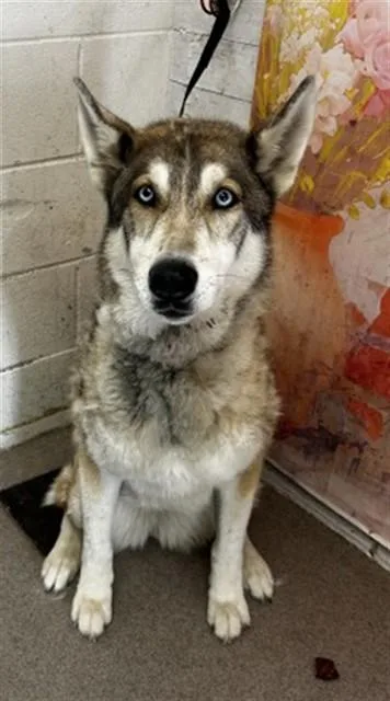 An adult large-sized female Siberian Husky dog named Khalypso Nymeria Saldana for adoption in San Bernardino, CA
