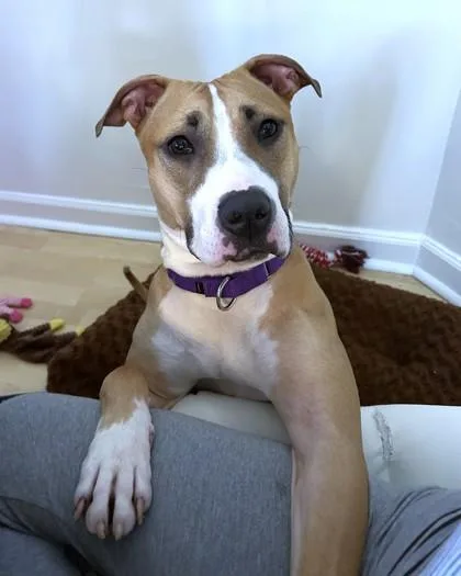 An adult large-sized female Mixed Breed dog named Twista for adoption in Washington, DC