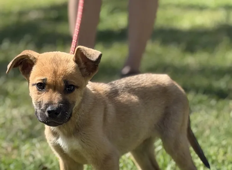 A baby small-sized male Shepherd dog named Shamrock for adoption in Locust Fork, AL