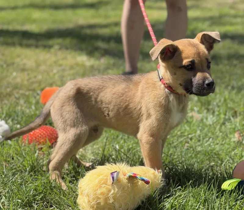 Shamrock thumbnail 2