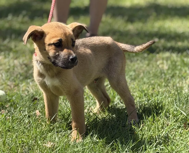 Shamrock thumbnail 3