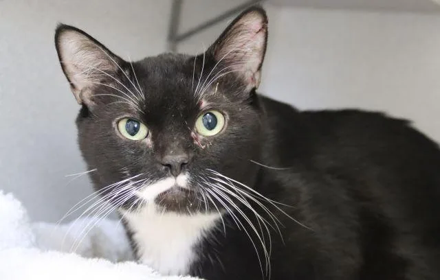 An adult small-sized male Domestic Short Hair cat named Mune for adoption in Tucson, AZ