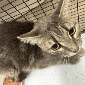 A young small-sized female Gray & White Domestic Short Hair cat named Judas Priest for adoption in Rapid City, SD