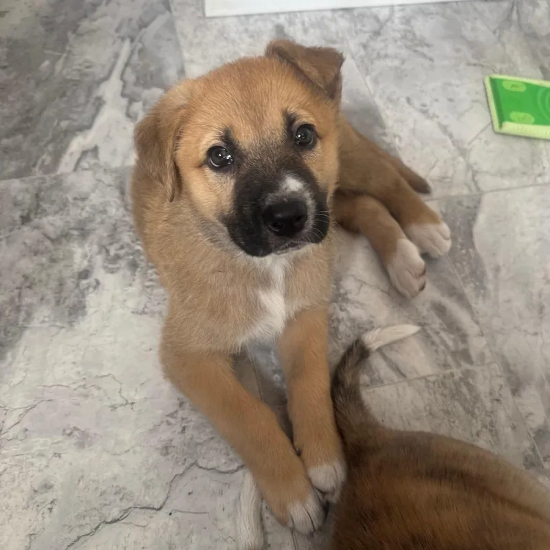 A baby small-sized female Brown / Chocolate German Shepherd Dog dog named Judy D for adoption in Princeton, MN