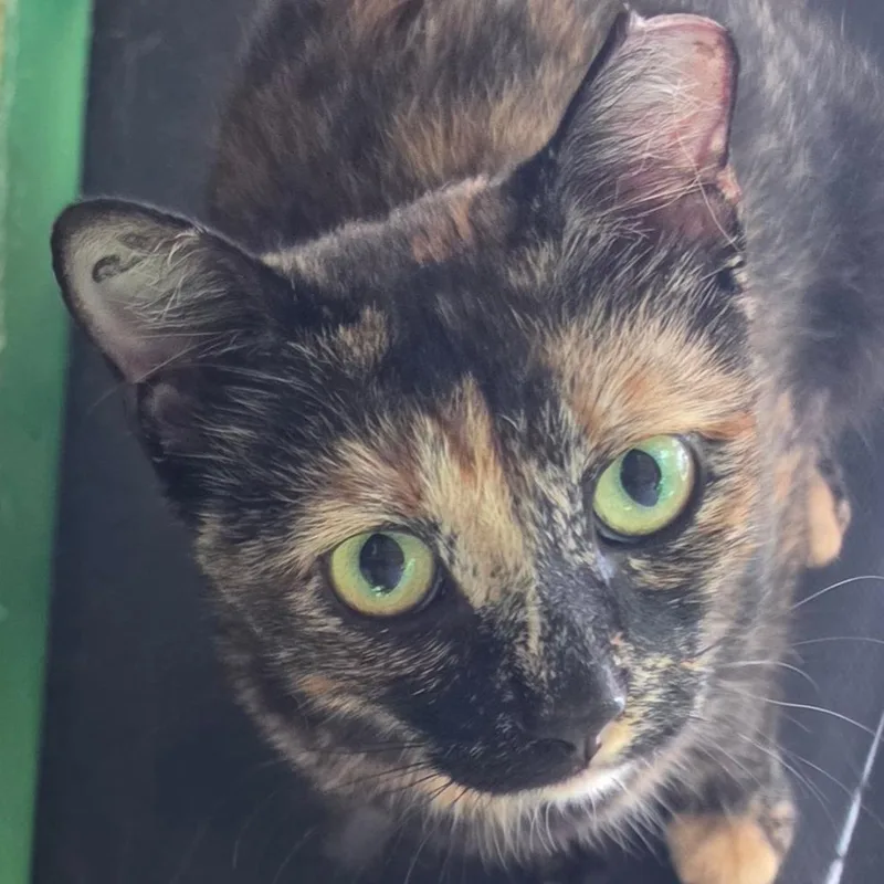 An adult medium-sized female Domestic Short Hair cat named Mona for adoption in Cumming, GA