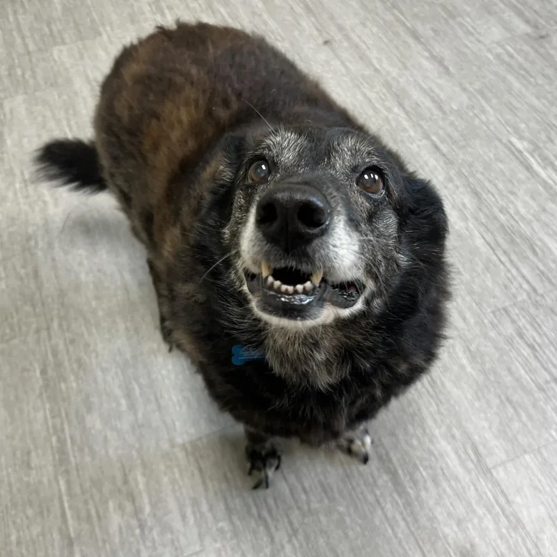 A senior medium-sized female Mixed Breed dog named Meadow for adoption in State College, PA