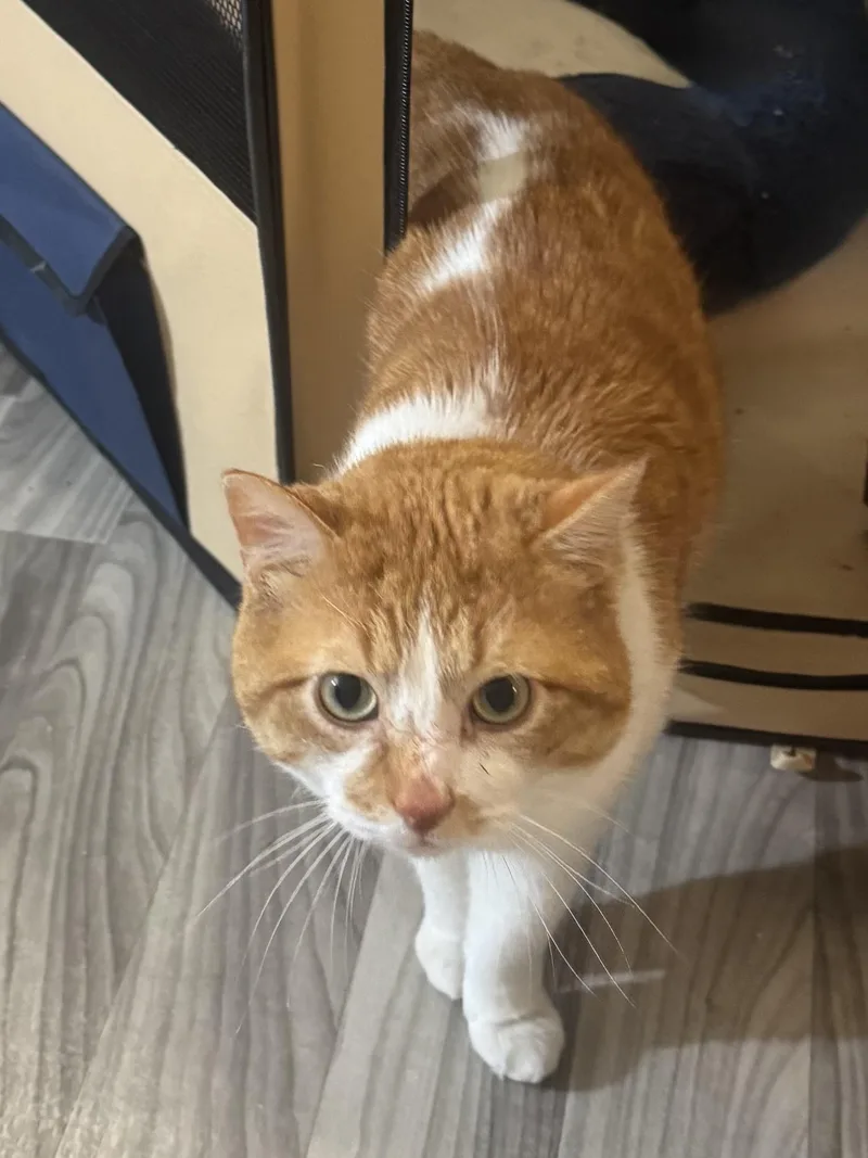 An adult medium-sized male Orange & White Domestic Short Hair cat named Fluffernutter for adoption in Hamilton, NJ