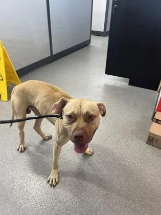 An adult medium-sized male Mixed Breed dog named Ralph for adoption in West Chester, PA