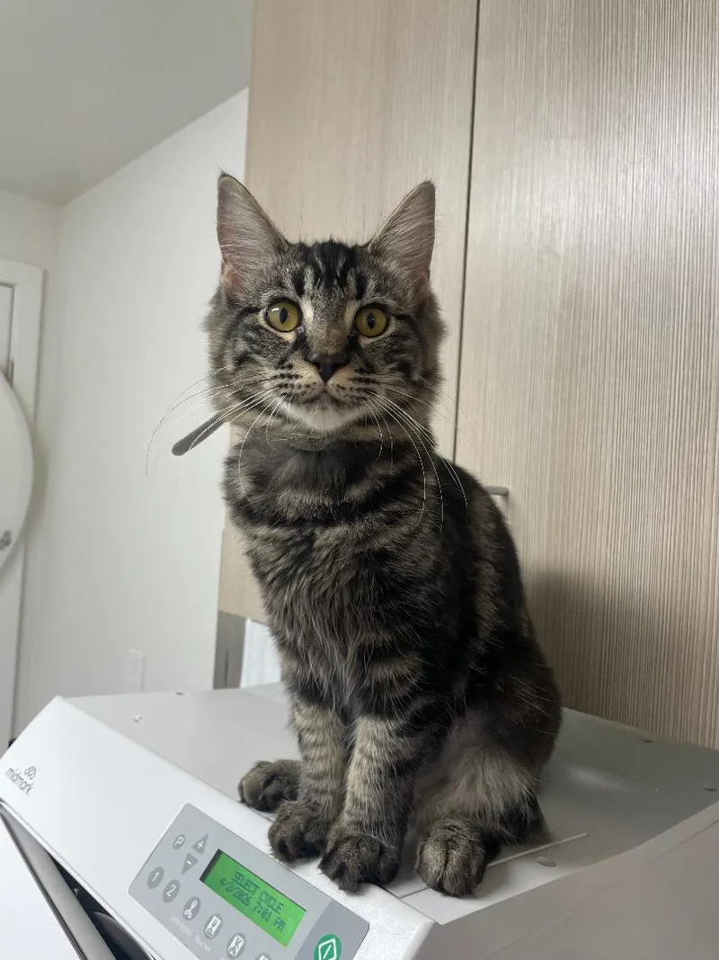 A young medium-sized female Tabby (Gray / Blue / Silver) Domestic Medium Hair cat named Chica for adoption in Pasco, WA