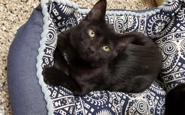 An adult medium-sized female Domestic Short Hair cat named Shuri for adoption in Frisco, CO