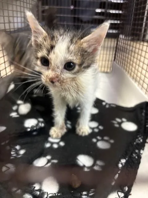 A baby small-sized female Domestic Short Hair cat named Daisy for adoption in Miami, FL