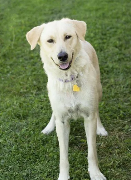 An adult medium-sized female Golden Mixed Breed dog named Millie for adoption in Hamilton, OH