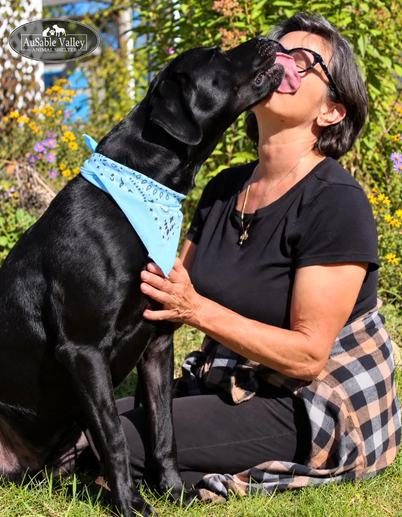 An adult large-sized male Black Labrador Retriever dog named Cubby for adoption in Grayling, MI