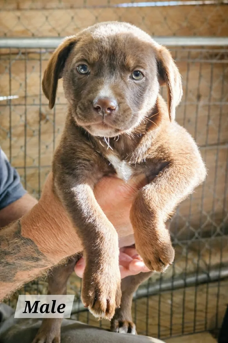 A baby medium-sized male Labrador Retriever dog named Karz for adoption in Royal Palm Beach, FL