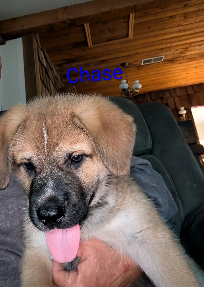 A baby large-sized male Great Pyrenees dog named Chase for adoption in Newport, KY