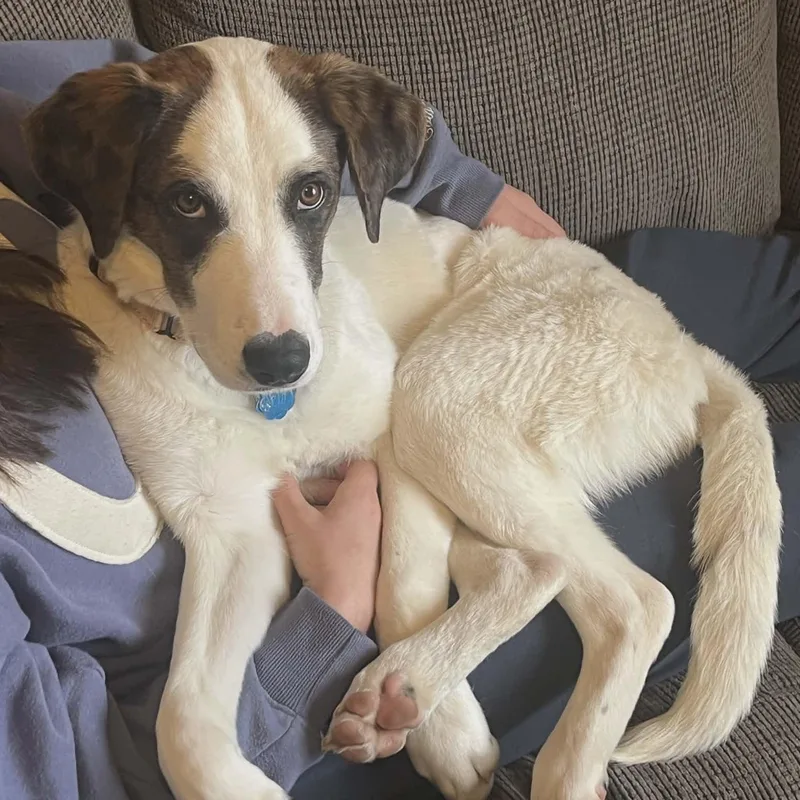 Checkers thumbnail 2