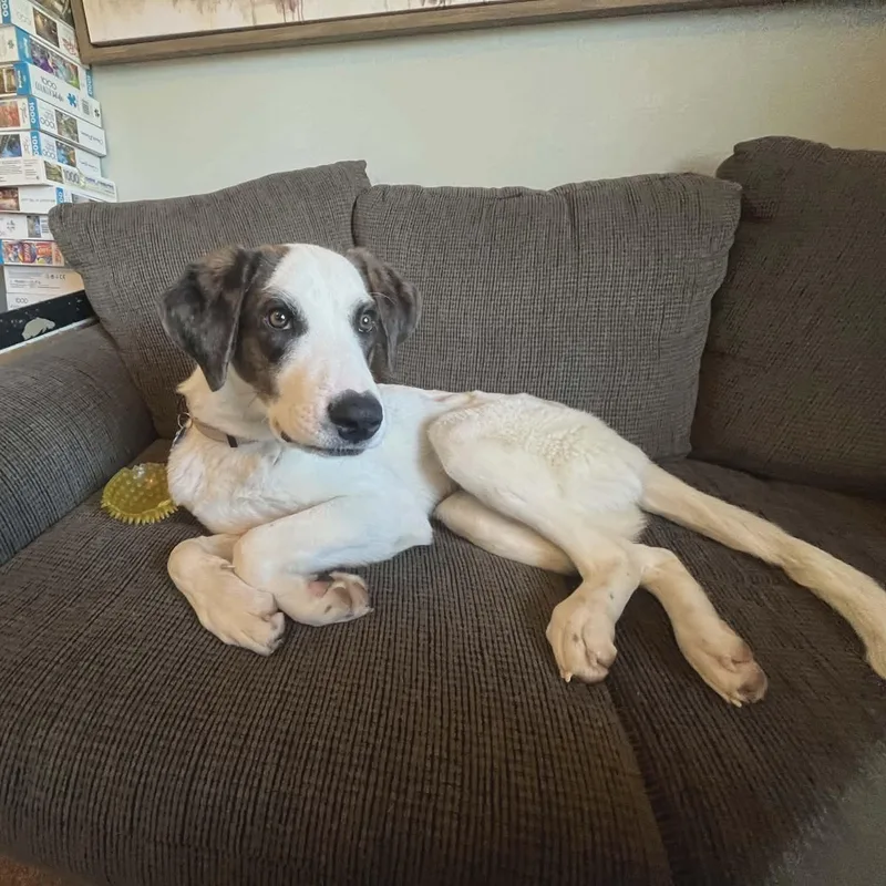 Checkers thumbnail 3