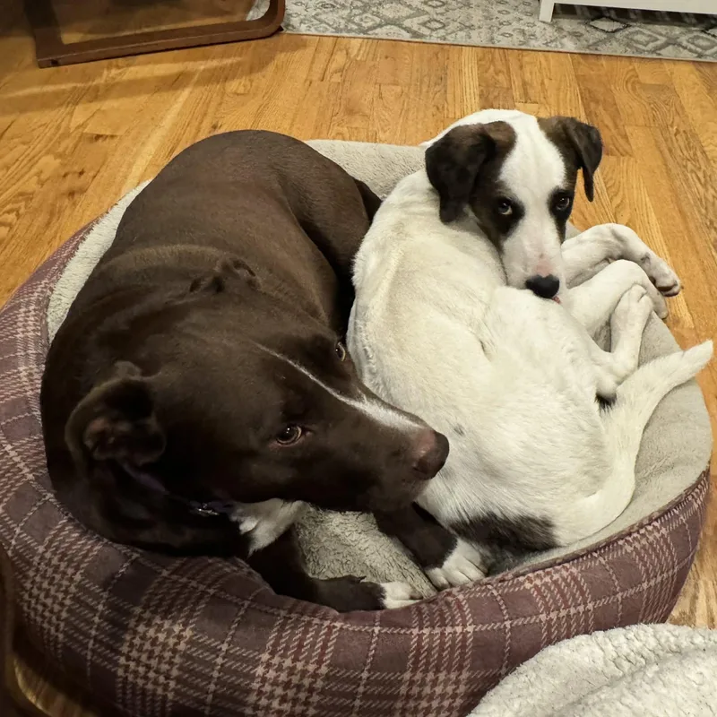 Checkers thumbnail 4